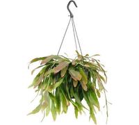 Cactus corail Rhipsalis Red Coral, Ø17cm, 25cm, plante d'intérieur suspendue