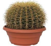 Cactus de Noël - Echinocactus grusonii - Hauteur 25-35cm - ⌀25cm