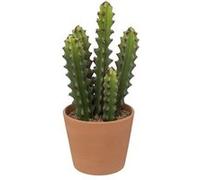 cactus pot terre cuite terra ali 12x30cm - jja 189122 Vert G