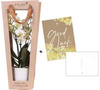 Cadeau végétal « Bonne chance » - Orchidée Phalaenopsis blanche - Ø9cm - Avec
