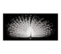 Cadre PLUMES DE PAON G3262 PINTDECOR
