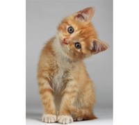 Cadre RED-HAIRED KITTEN G2092 PINTDECOR