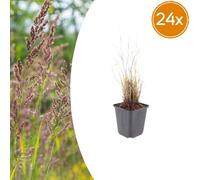 Calamagrostis brachytricha | 24 pièces - 10-25cm - Ø9cm - Plante de jardin