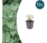 Calamintha n. nepeta | 12 pièces - 10-25cm - Ø9cm - Plante de jardin