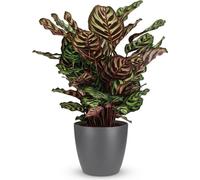 Calathea Makoyana « Paon » 70cm - Plante d'intérieur dans un cache-pot Potter