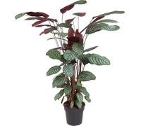 Calathea Oppenheimiana en panier, plante d'intérieur, Ø27cm, 130cm, décoration