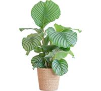 Calathea Orbifolia en panier, plante d'intérieur, 65cm de haut, Ø21cm, panier