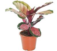 Calathea roseopicta Rosy Plante d'Intérieur avec Motifs Roses et en Pot