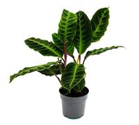 Calathea warscewiczii Marante Velours Marante Pot de 14 cm