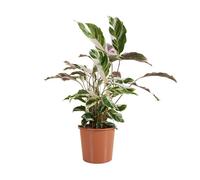 Calathea White Fusion - Plante paon - Plantes d'intérieur - Purifiant l'air - H. 60-80 cm - P. 17 cm