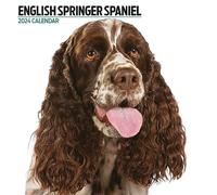 Calendrier 2024 moderne avec épagneul spinger anglais