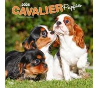 CALENDRIER 2026 CAVALIER KING CHARLES CHIOT - (bt) chien de race cavalier king charles + offert un agenda de poche 2026