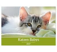 Calendrier 2027 · chatons | Calendrier de chats avec des chatons · DIN A3 paysage · CALVENDO Calendrier mural
