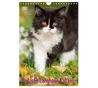 Calendrier 2027 · Chats britanniques à poil long | Chats britanniques à poil long · DIN A4 portrait · CALVENDO Calendrier mural