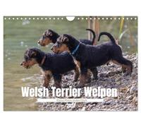 Calendrier 2027 · Chiots Welsh Terrier - Petites pattes, grand bonheur | Des regards espiègles, des petits museaux adorables et tout le charme des chiots · DIN A4 paysage · CALVENDO Calendrier mural