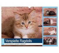 Calendrier 2027 · Des ragdolls espiègles - Des chats doux au pelage soyeux | Des petits chats de race sociables et curieux · DIN A3 paysage · CALVENDO Calendrier mural