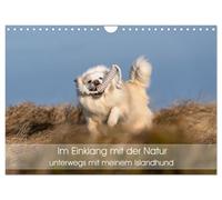 Calendrier 2027 · En harmonie avec la nature - en balade avec mon chien | d'Islande · La liberté sur quatre pattes · DIN A4 paysage · CALVENDO Calendrier mural