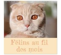 Calendrier 2027 · Félins au fil des mois | Découvrez "Félins au fil des mois", un calendrier enchanteur célébrant nos… · 30 × 30 cm carré · CALVENDO Calendrier mural