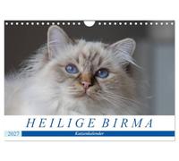 Calendrier 2027 · French Version · Calendrier des chats Sacré de Birmanie | Des yeux bleus, des pattes blanches : Le calendrier du chat sacré de Birmanie · DIN A4 paysage · CALVENDO Calendrier mural