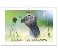 Calendrier 2027 · French Version · De drôles de bébés belettes | Jeunes belettes menacées en quête de nourriture dans les prairies fleuries · DIN A4 paysage · CALVENDO Calendrier mural
