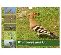 Calendrier 2027 · French Version · Huppe fasciée et compagnie | par René Schaack · Des oiseaux discrets tout près · DIN A4 paysage · CALVENDO Calendrier mural