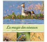 Calendrier 2027 · La magie des oiseaux | Moments magiques d'oiseaux sauvages · 30 × 30 cm carré · CALVENDO Calendrier mural