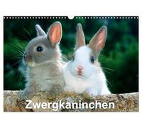 Calendrier 2027 · Lapin nain | De charmants lapins nains devant la caméra · DIN A3 paysage · CALVENDO Calendrier mural