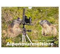 Calendrier 2027 · Les marmottes des Alpes : des stars devant la caméra | La marmotte, l'ingénieur des tunnels dans les Alpes · DIN A4 paysage · CALVENDO Calendrier mural