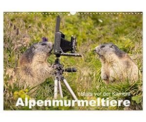 Calendrier 2027 · Les marmottes des Alpes : des stars devant la caméra | La marmotte, l'ingénieur des tunnels dans les Alpes · DIN A3 paysage · CALVENDO Calendrier mural