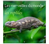 Calendrier 2027 · Les merveilles du monde les reptiles | Portraits variés de reptiles caméléons, geckos, et iguanes · 30 × 30 cm carré · CALVENDO Calendrier mural