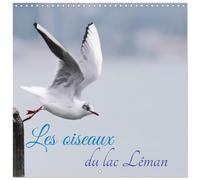 Calendrier 2027 · Les oiseaux du lac Léman | Photographies variées d'oiseaux piscivores · 30 × 30 cm carré · CALVENDO Calendrier mural