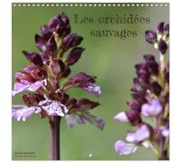 Calendrier 2027 · Les orchidées sauvages | Découvrez les orchidées sauvages de France, des beautés méconnues · 30 × 30 cm carré · CALVENDO Calendrier mural