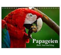 Calendrier 2027 · Les perroquets. Colorés, bruyants et intelligents | Les aras et les cacatoès sont des oiseaux intelligents et magnifiques, dotés… · DIN A4 paysage · CALVENDO Calendrier mural