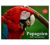 Calendrier 2027 · Les perroquets. Colorés, bruyants et intelligents | Les aras et les cacatoès sont des oiseaux intelligents au plumage magnifique · DIN A3 paysage · CALVENDO Calendrier mural