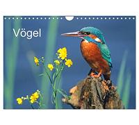 Calendrier 2027 · Oiseaux | Les oiseaux devant l'objectif · DIN A4 paysage · CALVENDO Calendrier mural