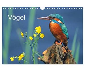 Calendrier 2027 · Oiseaux | Les oiseaux devant l'objectif · DIN A4 paysage · CALVENDO Calendrier mural