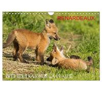 Calendrier 2027 · Renardeaux. Premiers pas sur la prairie | Les jeux des renardeaux sur la prairie au printemps · DIN A4 paysage · CALVENDO Calendrier mural