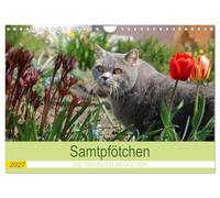 Calendrier 2027 · Samtpfötchen - Les compagnons les plus fidèles 2027 | Ce calendrier consacré aux chats dévoile, mois après mois, un nouveau chat à… · DIN A4 paysage · CALVENDO Calendrier mural