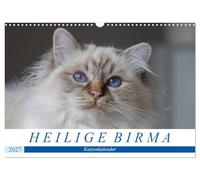 Calendrier 2027 · US Version · Calendrier des chats de Birmanie sacrés | Yeux bleus, pattes blanches : le calendrier des chats sacrés de Birmanie · DIN A3 paysage · CALVENDO Calendrier mural