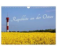 Calendrier 2027 · US Version · Fleurs de colza sur la mer Baltique | Saison d'avril à mai : floraison du colza au bord de la mer Baltique · DIN A4 paysage · CALVENDO Calendrier mural