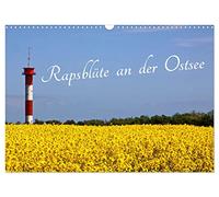 Calendrier 2027 · US Version · Fleurs de colza sur la mer Baltique | Saison d'avril à mai : floraison du colza au bord de la mer Baltique · DIN A3 paysage · CALVENDO Calendrier mural
