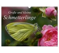 Calendrier 2027 · US Version · Grands et petits papillons | Des papillons bleus, petits et rares, ainsi que des papillons nobles, connus ou… · DIN A3 paysage · CALVENDO Calendrier mural
