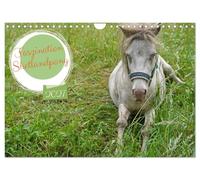 Calendrier 2027 · US Version · La fascination pour le poney des Shetland | Quelques clichés de Fredo, le poney Shetland aux yeux bleus · DIN A4 paysage · CALVENDO Calendrier mural