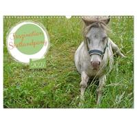 Calendrier 2027 · US Version · La fascination pour le poney des Shetland | Quelques clichés de Fredo, le poney Shetland aux yeux bleus · DIN A3 paysage · CALVENDO Calendrier mural