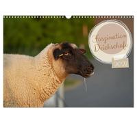 Calendrier 2027 · US Version · La fascination pour les moutons de Dike | Tondeuse à gazon en forme d'animal mignon sur la côte de la mer du Nord · DIN A3 paysage · CALVENDO Calendrier mural