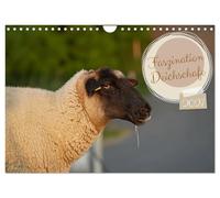 Calendrier 2027 · US Version · La fascination pour les moutons de Dike | Tondeuse à gazon en forme d'animal mignon sur la côte de la mer du Nord · DIN A4 paysage · CALVENDO Calendrier mural