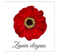 Calendrier 2027 · Zinnia elegans | Portraits floraux d'une des fleurs de jardin les plus appréciées · 30 × 30 cm carré · CALVENDO Calendrier mural