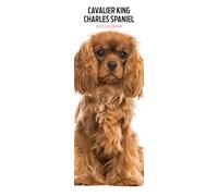 Calendrier Cavalier King Charles 2025 Mince