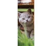 Calendrier fin 2026 Chatons