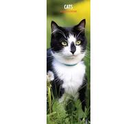 Calendrier fin 2026 Chats